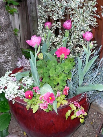 Potted flowers next to pool